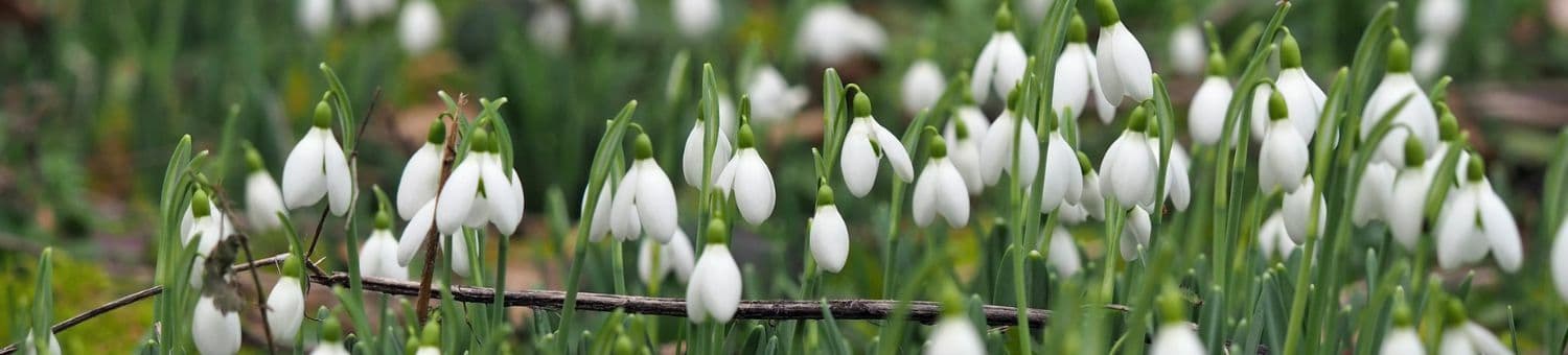 Where to See Snowdrops in Bury St Edmunds and Beyond