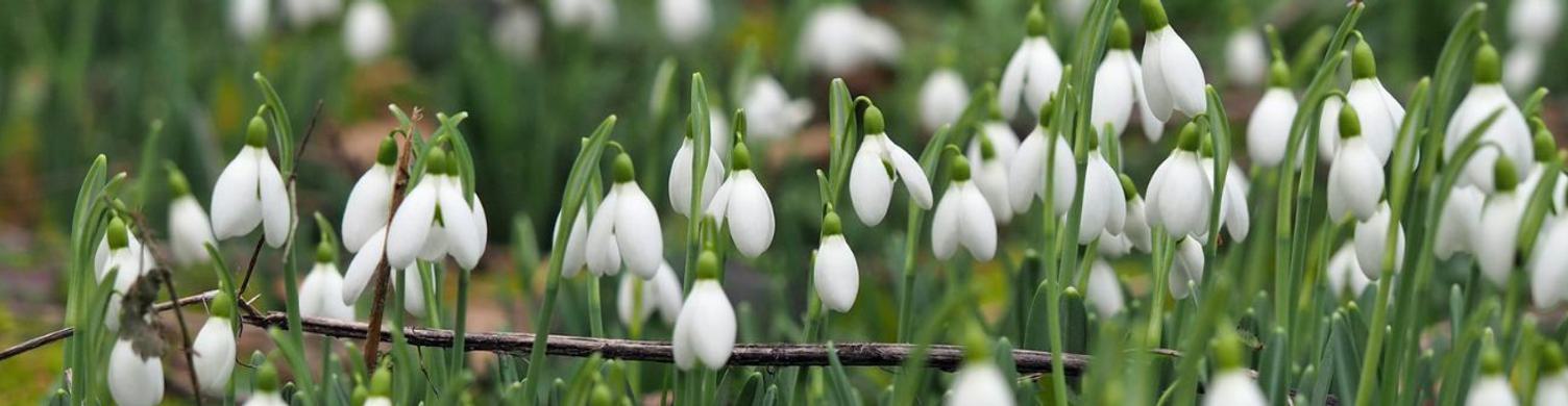 Snowdrops 1500x340