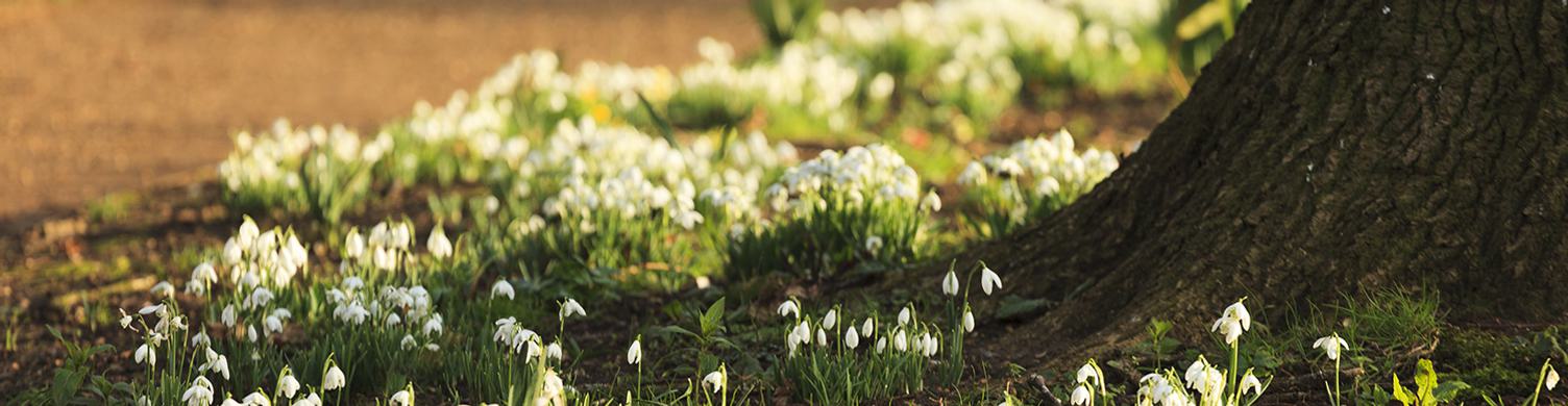 Spring Walks Ickworth Snowdrops 1500 x 390 copy