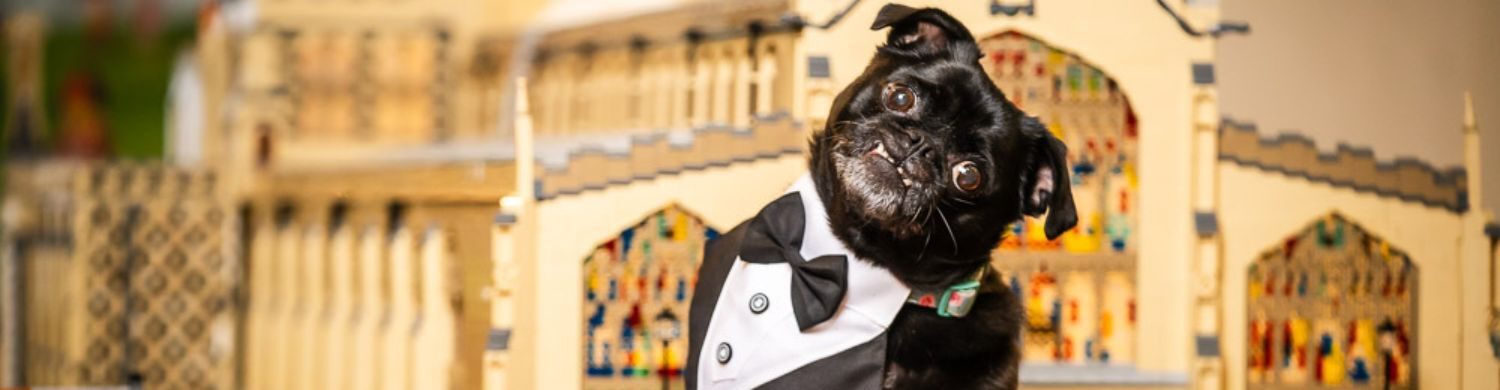St Edmundsbury Cathedral Launches Dogs In The Cathedral Calendar