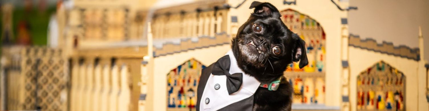 St Edmundsbury Cathedral Dog Calendar 1500x390
