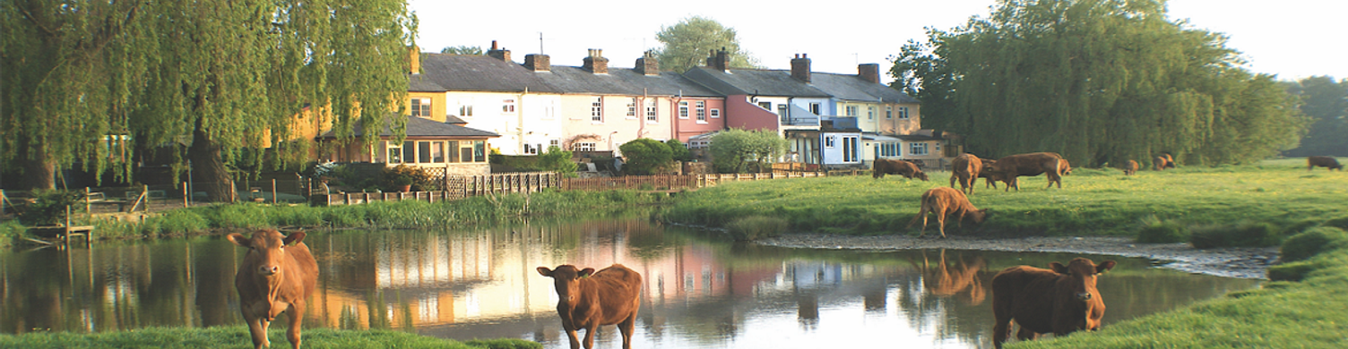 Sudbury cows credit Robin Drury courtesy of Sudbury Town Council hero image