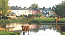 Sudbury cows credit Robin Drury courtesy of Sudbury Town Council hero image