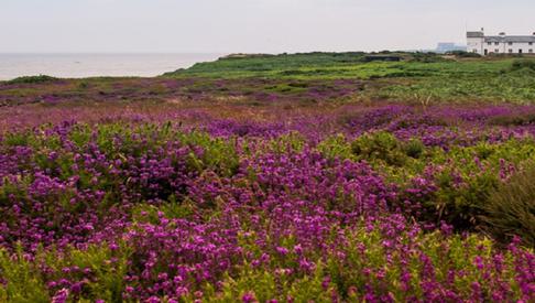 Suffolk Coast Landing page hero 1500x390