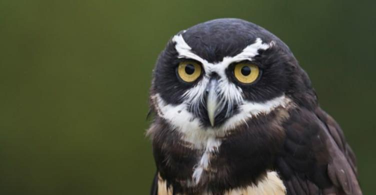 Suffolk Owl Sanctuary 3 750x390