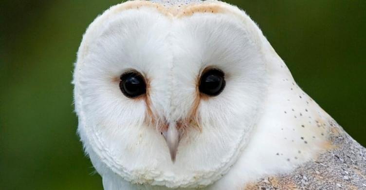 Suffolk Owl Sanctuary 4 750x390