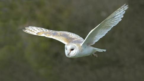 Suffolk Owl Sanctuary 750x390