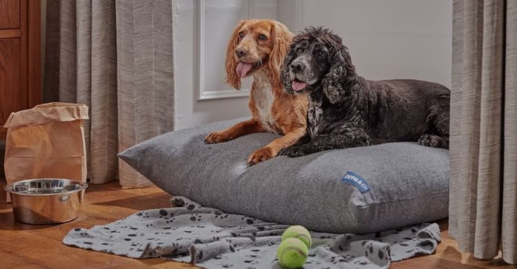 Dog-friendly Breaks at The Ickworth