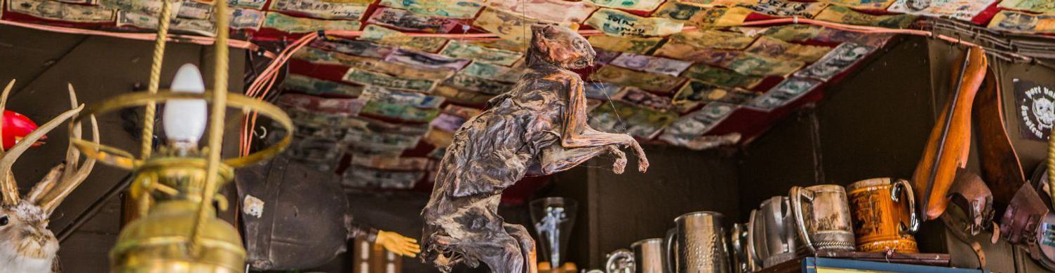 The Nutshell Cat 1500x390