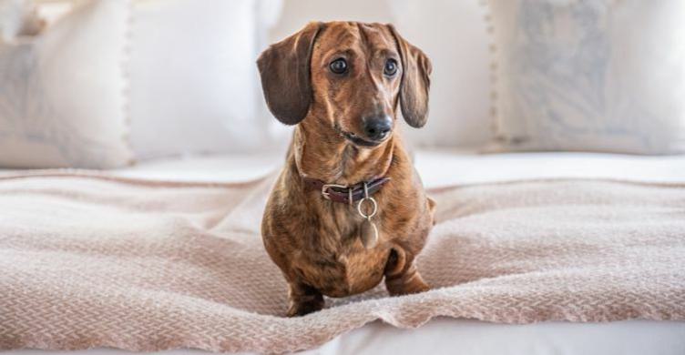 The Packhorse Inn Dog Friendly