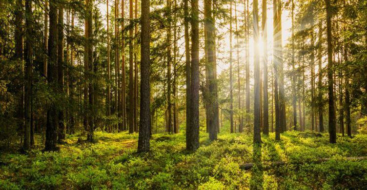 Thetford Forest 750x390