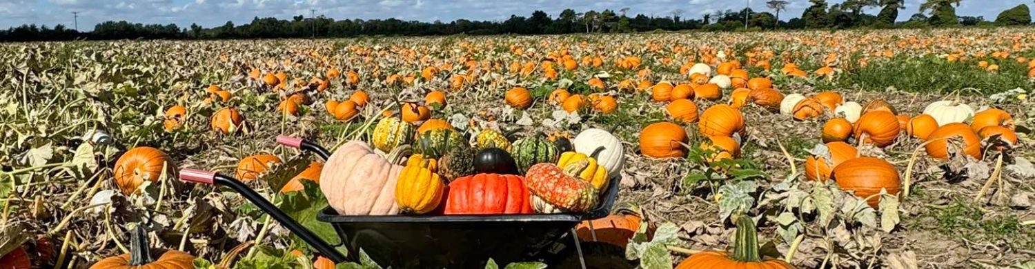 Where to Go Pumpkin Picking in Bury St Edmunds This Autumn