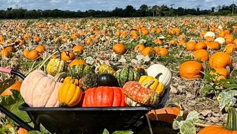 Undley Farm Pumpkin Patch 1500x390