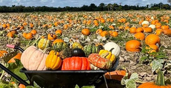 Undley Farm Pumpkin Patch 1500x390