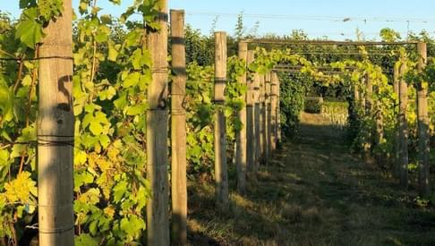Wyken Vineyard vines 750x390