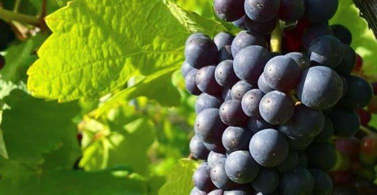 Wyken Vineyards vineyard 750x390