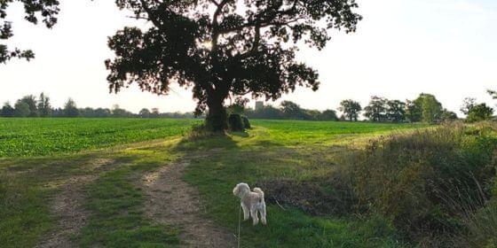 Rougham walks 560x280