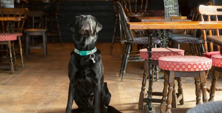 Dog Friendly Bury St Edmunds 736x376