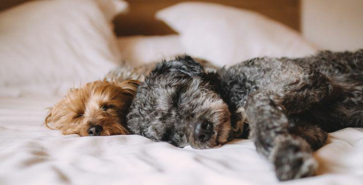 Dog Friendly Places to Stay 736x376