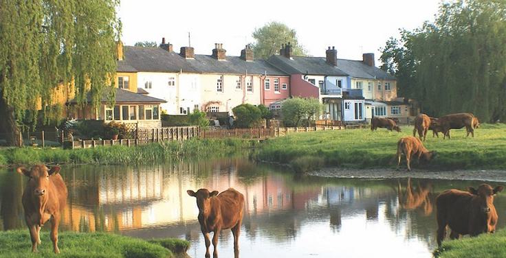 Sudbury cows credit Robin Drury courtesy of Sudbury Town Council 750x390